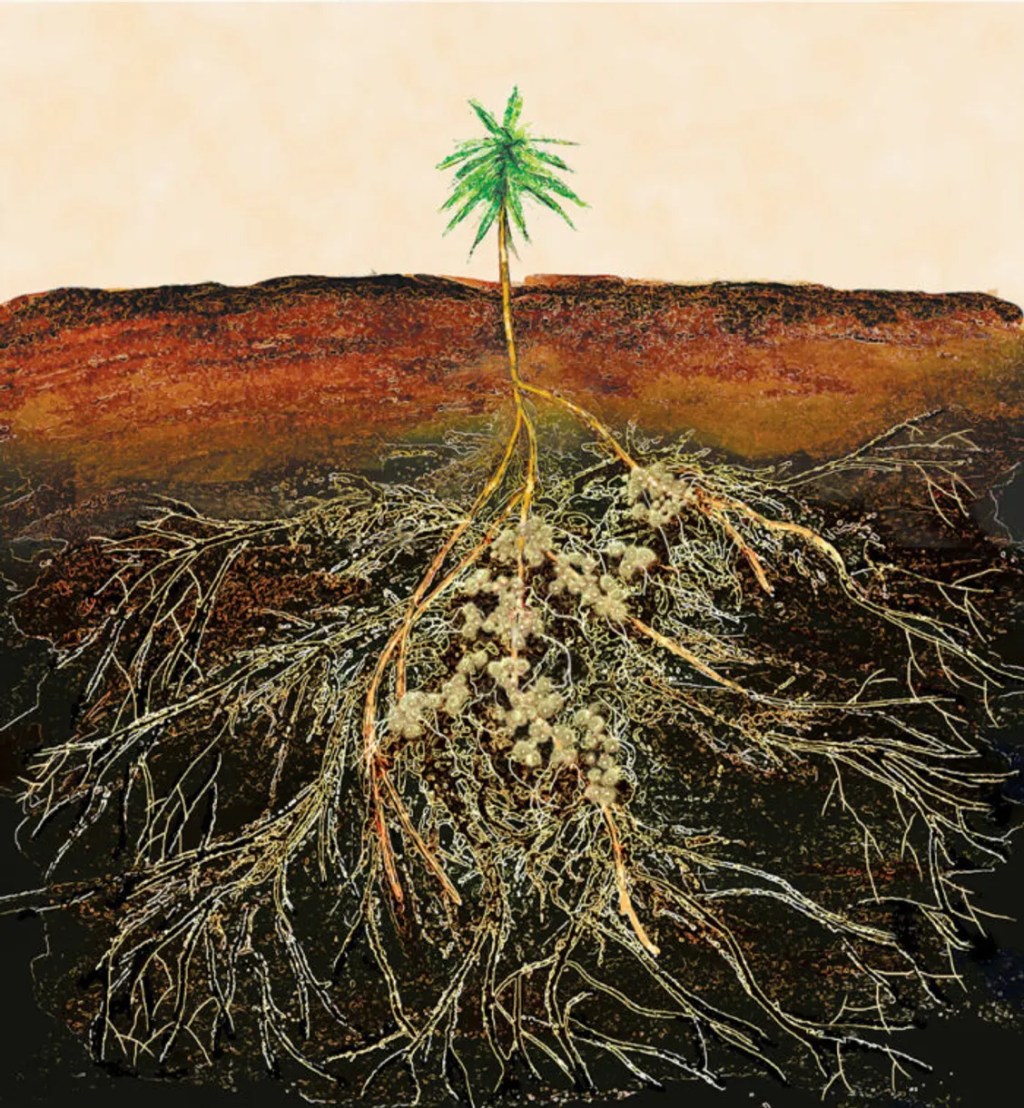 The unfaithful companion of plants – mycorrhizae